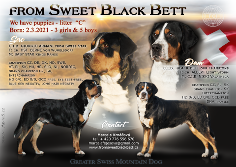 čekáme štěňátka